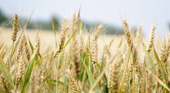 Russian Wheat Continues To Be Offered At About The Cheapest Prices | The ECB Will Be Data-Dependent