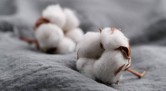 Commodities: Prices Are Rising, Heatwaves In US And China Affects The Production Of Cotton