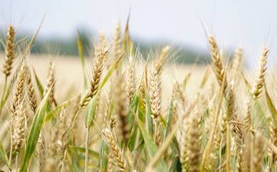 Global Wheat Production Is Still Expected To Edge Higher