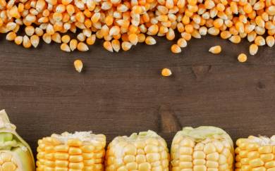 Corn Prices Recorded Their Biggest Weekly Gain, Gold Demand In India May Suffer A Temporary Setback